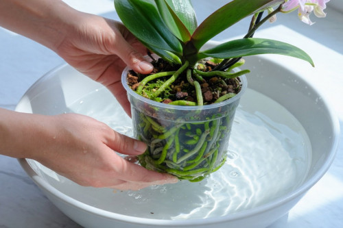Comment arroser une orchidée
