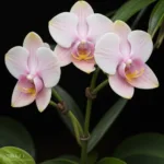 comment-faire-refleurir-une-orchidee-1